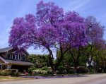 purple_jacaranda_tree-347.jpg