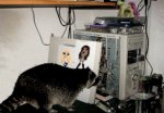 raccoon_sarahs_computer4.jpg