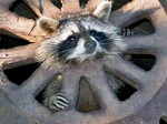 racoon%2Brumpus.png