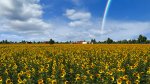 SunflowerField01.jpg