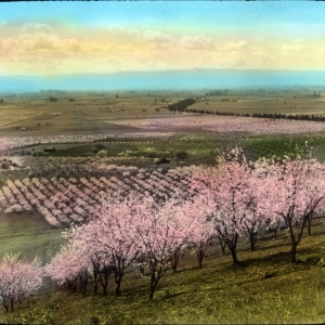 prune orchard.jpg