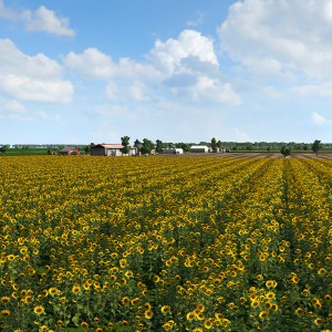 Sunflower field