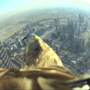 Eagle cam flight over Dubai
